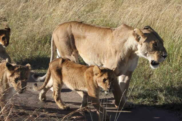 7 Days Sarova Experience